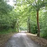 El Pino *