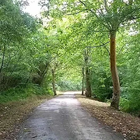 El Pino