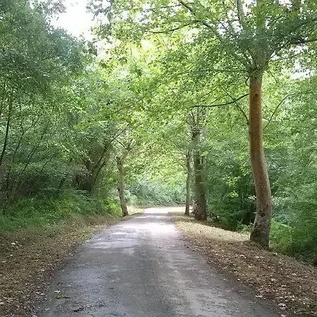 El Pino *